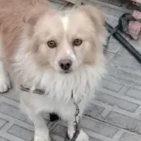 فروشی یک عدد اشپیتز آلمانی|سگ|بم, |دیوار