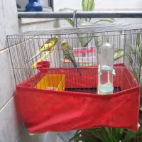 جفت مرغ عشق نر و ماده به فروش میرسد|پرنده|سنقر, |دیوار