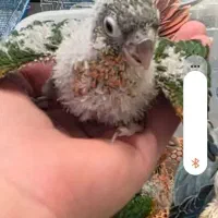 جوجه گرینچیک ۳۰ روزه آماده تعلیم