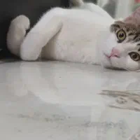 واگذاری رایگان گربه نر dsh سالم