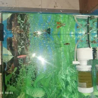 ماهی گوپی|ماهی|بیجار, |دیوار