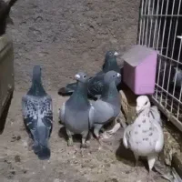 پلاکی دس اولی|پرنده|شیراز, گویم|دیوار