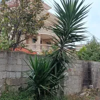 درخت یوکا|گل و گیاه طبیعی|کتالم و سادات شهر, |دیوار