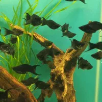 لوچ نواری خوش سایز قاسم آباد فلاحی|ماهی|مشهد, فرهنگیان (شهرک غرب)|دیوار