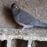 کفترپرشی|پرنده|شریفآباد, |دیوار