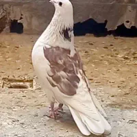 ستا حیون همچی تموم