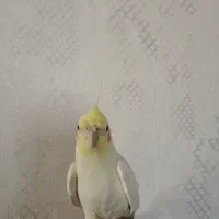 فروش عروس هلندی نر|پرنده|صدرا-فارس, فاز ۱|دیوار