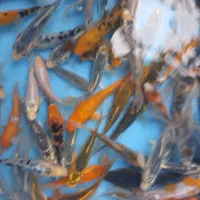 انواع امور وگلدفیش وکوی|ماهی|تهران, آبشار تهران (دریاچه)|دیوار