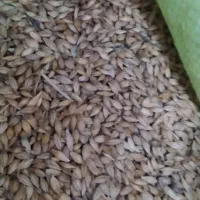 جو بذری|گل و گیاه طبیعی|گالیکش, |دیوار