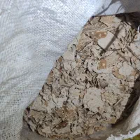 نون خشک تمیز ۳۱