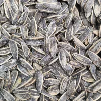 پخش عمده تخمه آفتابگردان و کدو|خوردنی و آشامیدنی|نظرآباد, نظرآباد|دیوار