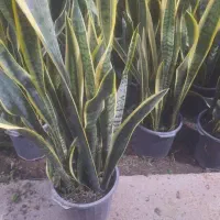 گلفروشی|گل و گیاه طبیعی|رشت, پل تالشان|دیوار