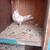 کبوتر|پرنده|نهاوند, |دیوار