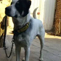 سگ نگهبان|سگ|خسروشاه, |دیوار