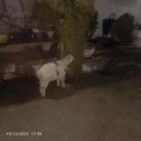 بره‌‌شیری|حیوانات مزرعه|جم, |دیوار