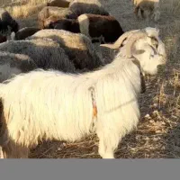 دوبر هلوس روزگاری جلو رو