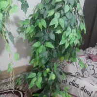 درختچه|گل مصنوعی|زاهدان, |دیوار