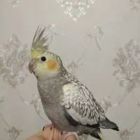 عروس هلندی ماده|پرنده|تبریز, |دیوار