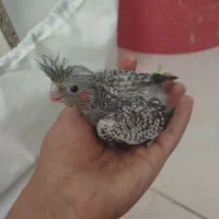 سه عدد جوجه عروس هلندی