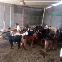 فروش بز گوسفند کهره