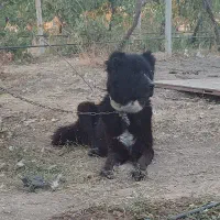 واگذاری سگ قدرجونی اصیل|سگ|کرمانشاه, |دیوار