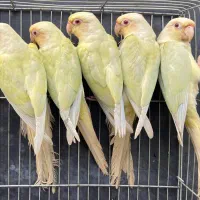 علمی ترین کانال طوطیسانان|پرنده|تهران, آسمان|دیوار