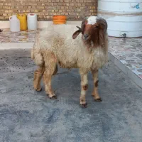 قوچ