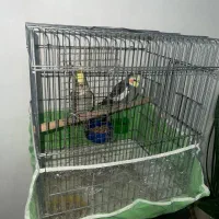 عروس هلندی|پرنده|فردیس, شهرک ناز|دیوار