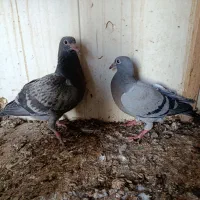 جوجه پلاکی کبوتر|پرنده|سعدآباد, |دیوار