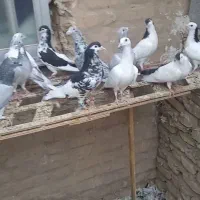 سلام 20عدد کفتر  رو هم 4500 کسی خواست تماس بگیرید|پرنده|طبس, |دیوار
