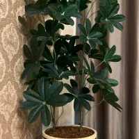 درختچه کنار سالنی