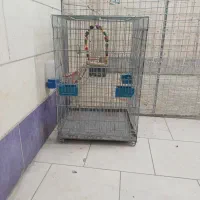 طوقی زرد نر|پرنده|اقبالیه, |دیوار