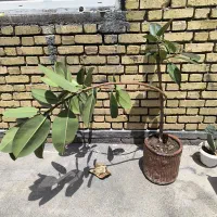 گل طبیعی|گل و گیاه طبیعی|کوزران, |دیوار