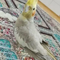 عروس هلندی ماده|پرنده|میبد, |دیوار