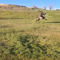 اسب نریان|حیوانات مزرعه|کرانی, |دیوار