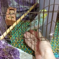 مرغ عشق سخنگو|پرنده|گرگان, |دیوار