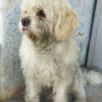 واگذاری پا کوتاه