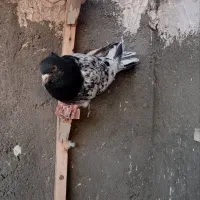 یک کله سبز نر قلدر|پرنده|مشهد, قائم|دیوار