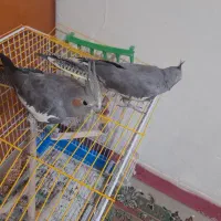 دو عدد عروس هلندی|پرنده|اصفهان, گلستان|دیوار