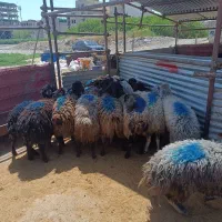 شیشک ماده آبستن