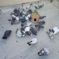 تعدادی کفتر فروشی