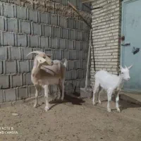 بزسانن|حیوانات مزرعه|نیر (یزد), |دیوار