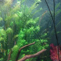 گیاه اکواریومی|ماهی|شیراز, غدیر شمالی|دیوار