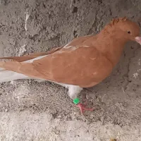 رنگی|پرنده|اهواز, حصیرآباد|دیوار