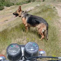 واگذاری یک قلاده سگ ژرمن شپرد