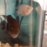 ماهی فلاور نر و ماده|ماهی|قزوین, |دیوار