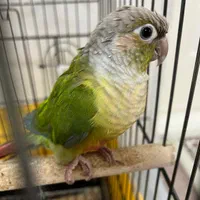 پرنده گرینچیک بسیارزیباو با هوش،|پرنده|ساوه, |دیوار