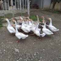 فروش قوغاز اوکراینی|حیوانات مزرعه|رشت, سلیمانداراب|دیوار