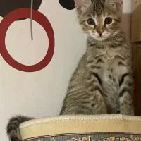 واگذاری گربه|گربه|کرمانشاه, |دیوار