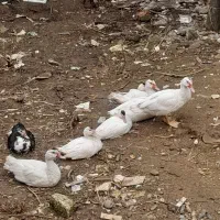 اردک ژاپنی|حیوانات مزرعه|تالش, هشتپر|دیوار